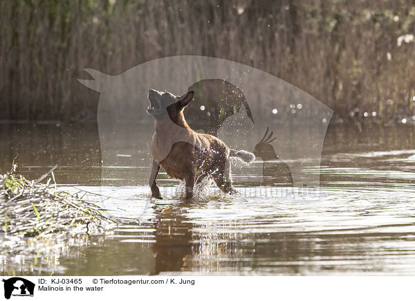 Malinois im Wasser / Malinois in the water / KJ-03465