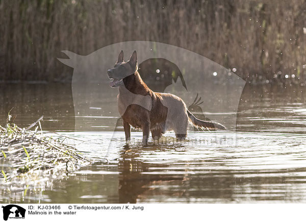 Malinois im Wasser / Malinois in the water / KJ-03466