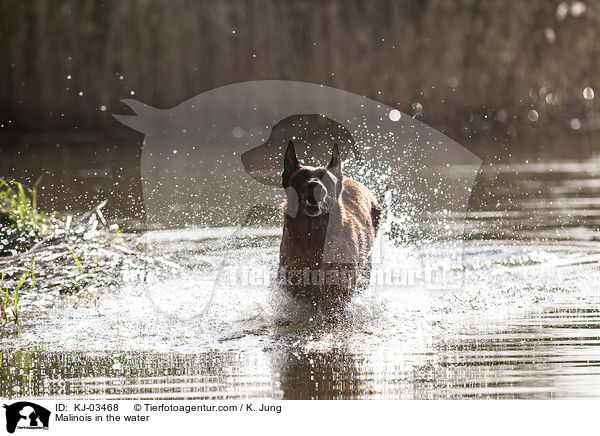 Malinois im Wasser / Malinois in the water / KJ-03468