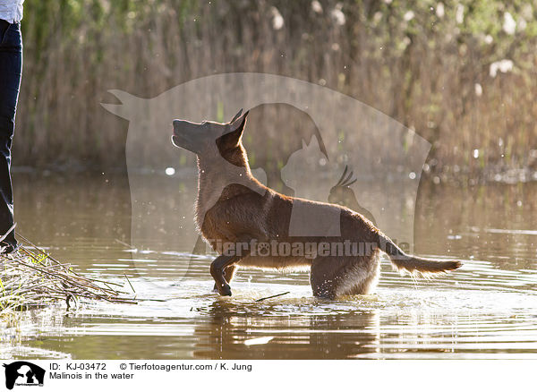 Malinois im Wasser / Malinois in the water / KJ-03472