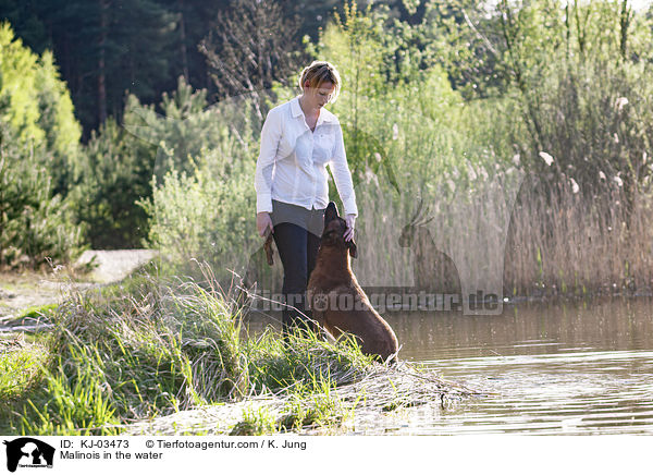 Malinois im Wasser / Malinois in the water / KJ-03473