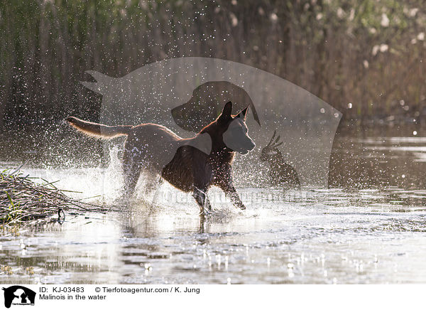 Malinois im Wasser / Malinois in the water / KJ-03483