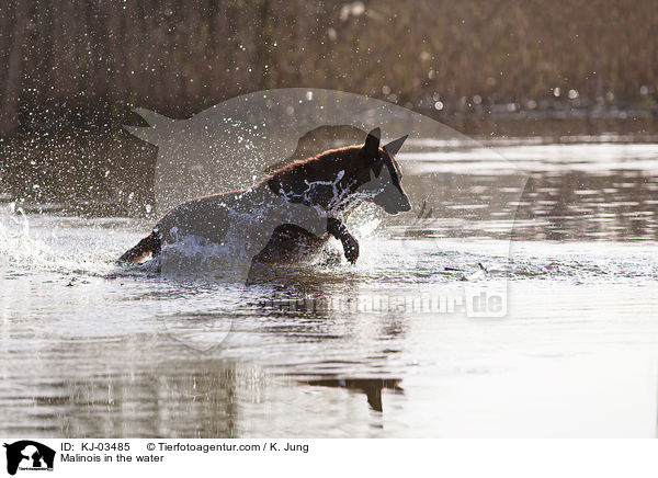 Malinois im Wasser / Malinois in the water / KJ-03485