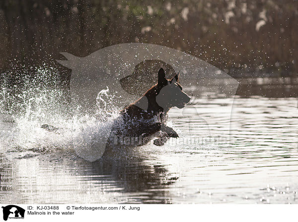 Malinois im Wasser / Malinois in the water / KJ-03488