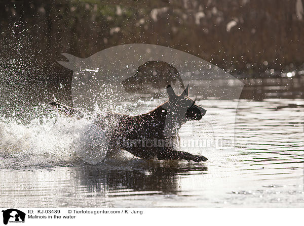 Malinois im Wasser / Malinois in the water / KJ-03489
