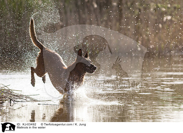 Malinois im Wasser / Malinois in the water / KJ-03492