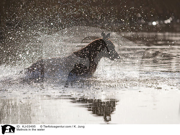 Malinois im Wasser / Malinois in the water / KJ-03495