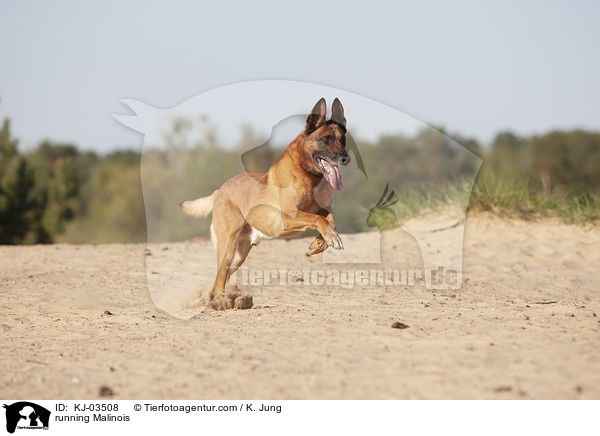 rennender Malinois / running Malinois / KJ-03508