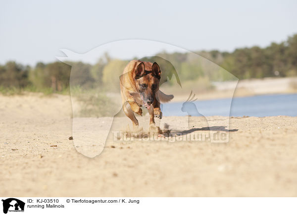 rennender Malinois / running Malinois / KJ-03510