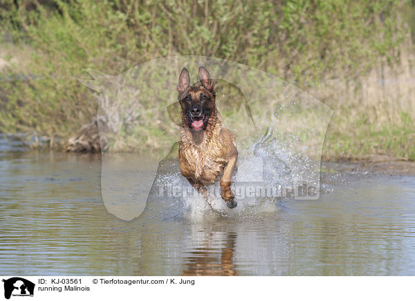 rennender Malinois / running Malinois / KJ-03561