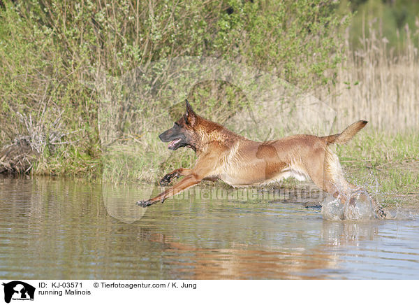 rennender Malinois / running Malinois / KJ-03571