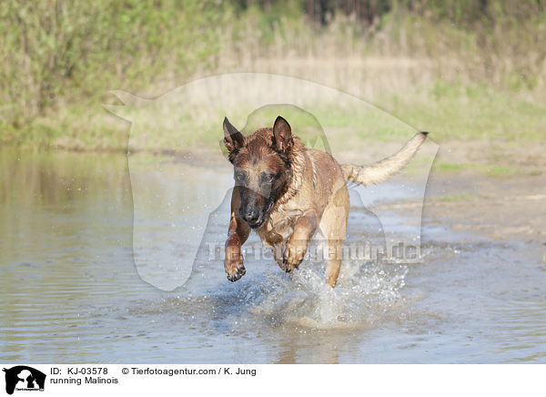 rennender Malinois / running Malinois / KJ-03578