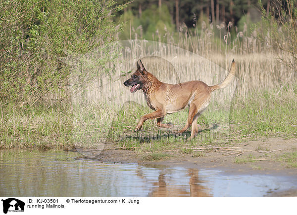 rennender Malinois / running Malinois / KJ-03581