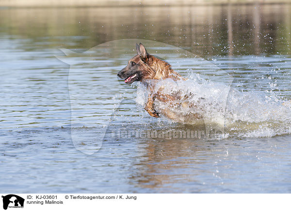 rennender Malinois / running Malinois / KJ-03601