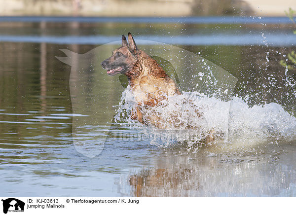 springender Malinois / jumping Malinois / KJ-03613