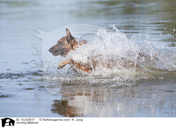 rennender Malinois / running Malinois / KJ-03617