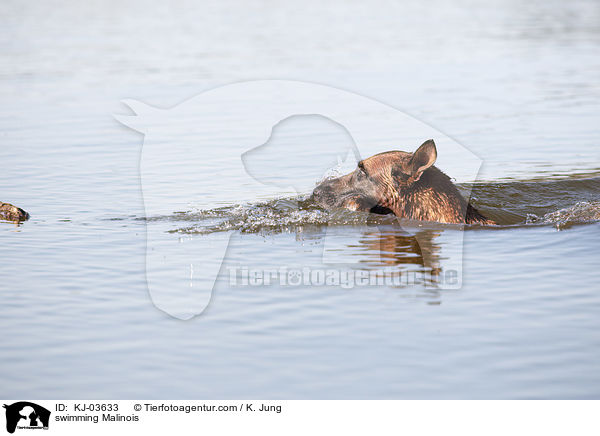 schwimmender Malinois / swimming Malinois / KJ-03633