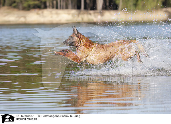 springender Malinois / jumping Malinois / KJ-03637