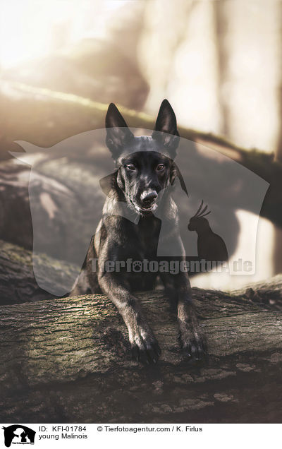 junger Malinois / young Malinois / KFI-01784
