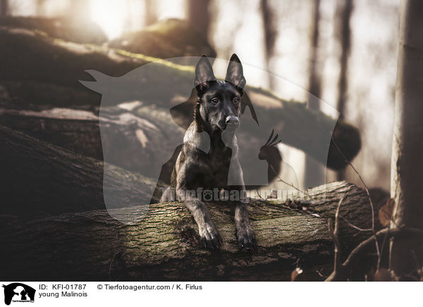 junger Malinois / young Malinois / KFI-01787