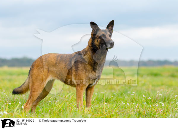 Malinois / Malinois / IF-14026