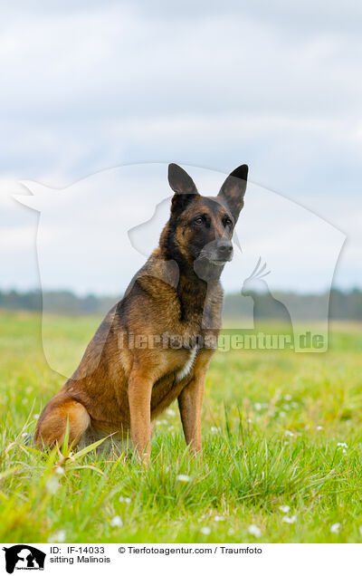 sitzender Malinois / sitting Malinois / IF-14033