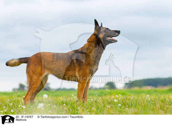 Malinois / Malinois / IF-14057
