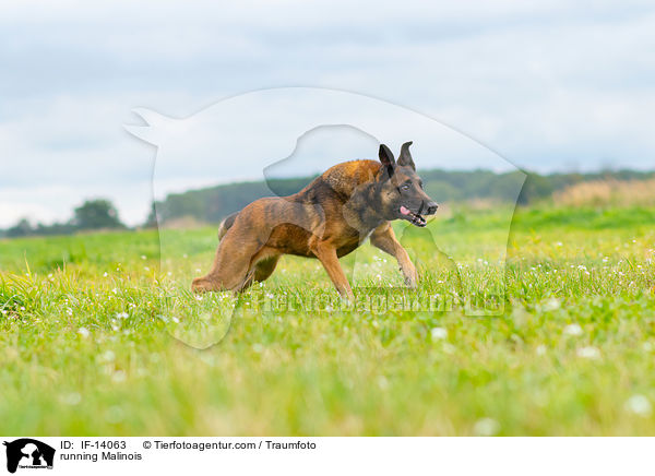 rennender Malinois / running Malinois / IF-14063