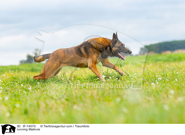 rennender Malinois / running Malinois / IF-14070