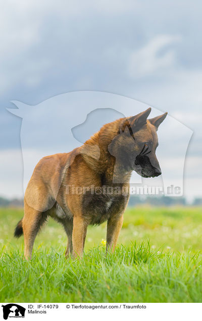 Malinois / Malinois / IF-14079