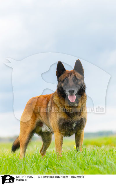 Malinois / Malinois / IF-14082