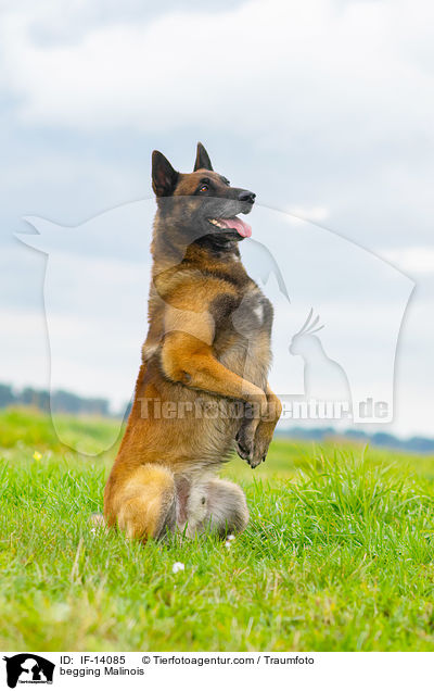 Malinois macht Mnnchen / begging Malinois / IF-14085