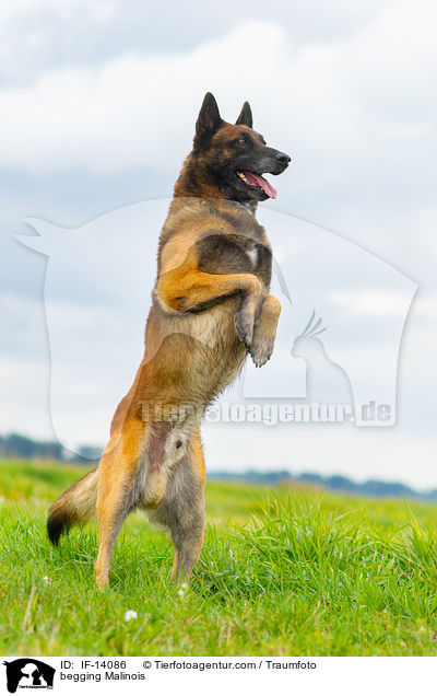 Malinois macht Mnnchen / begging Malinois / IF-14086