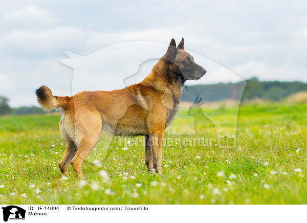 Malinois / Malinois / IF-14094