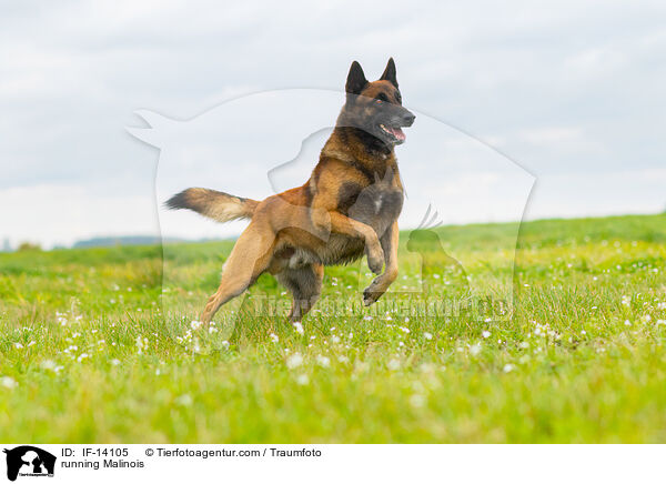 rennender Malinois / running Malinois / IF-14105