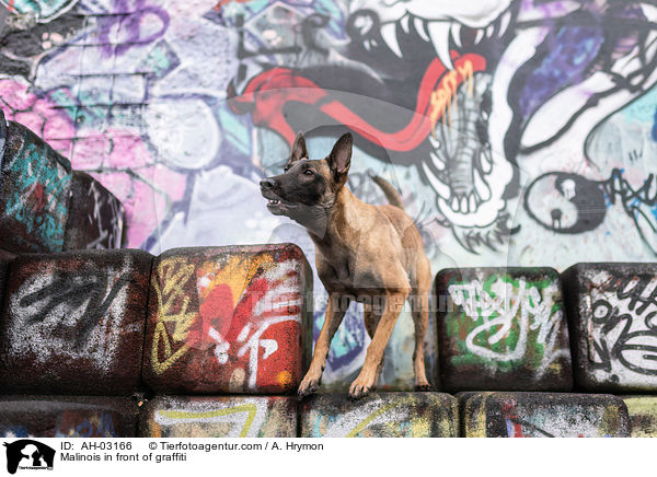Malinois vor Graffiti / Malinois in front of graffiti / AH-03166
