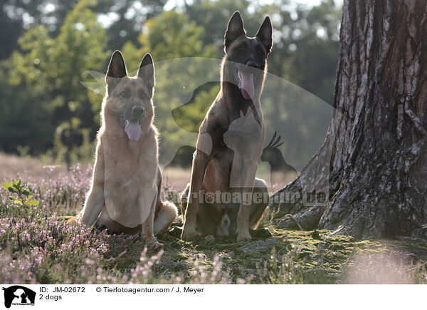 2 Hunde / 2 dogs / JM-02672