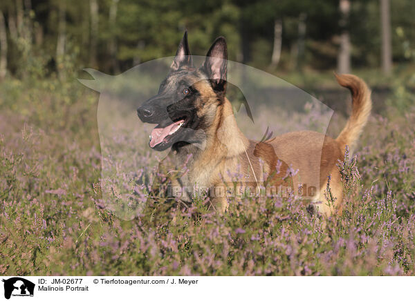 Malinois Portrait / Malinois Portrait / JM-02677