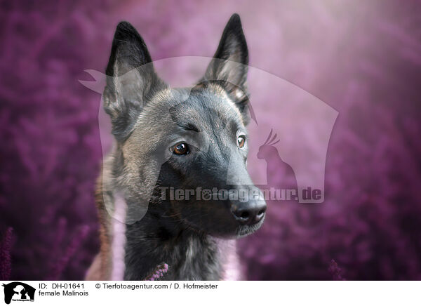 Malinois Hndin / female Malinois / DH-01641