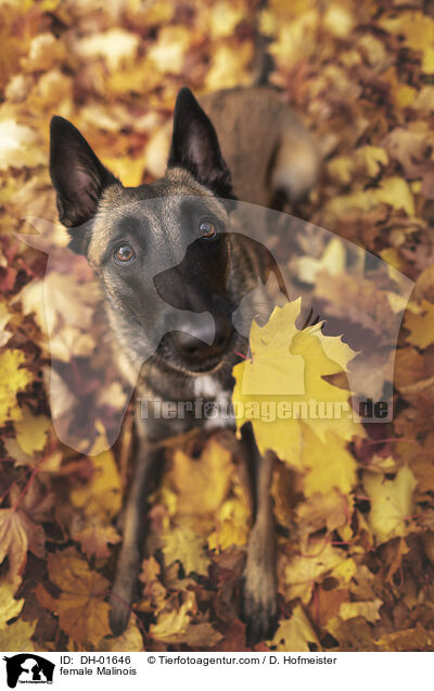 Malinois Hndin / female Malinois / DH-01646