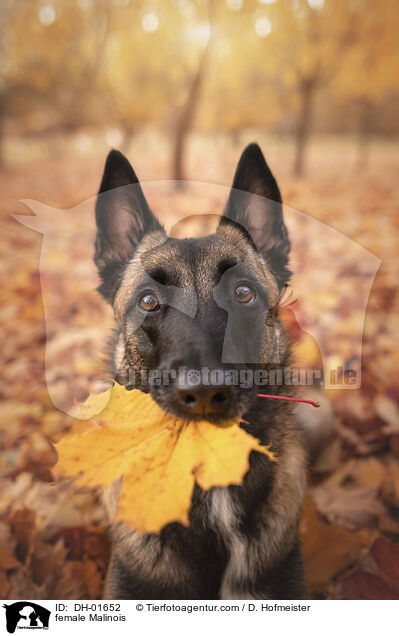 Malinois Hndin / female Malinois / DH-01652