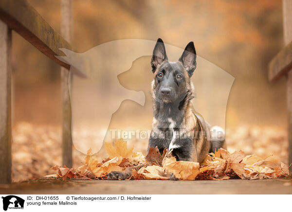 junge Malinois Hndin / young female Malinois / DH-01655