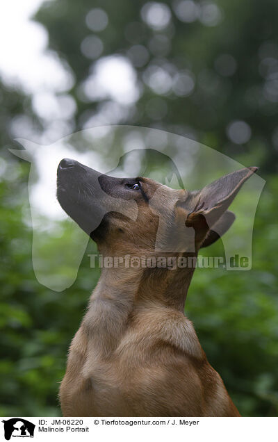 junger Malinois / Malinois Portrait / JM-06220