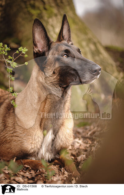 Malinois / Malinois / DS-01568