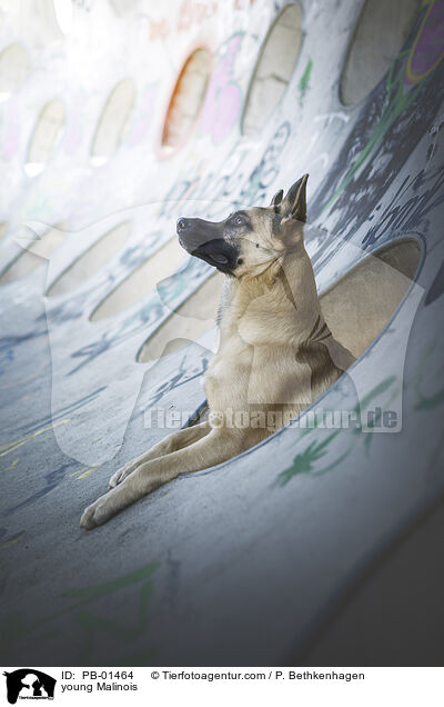 junger Malinois / young Malinois / PB-01464