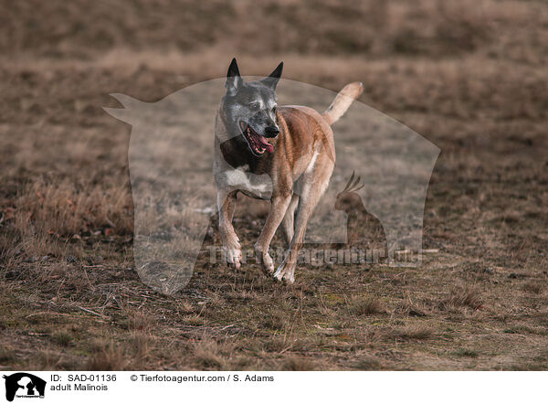 erwachsener Malinois / adult Malinois / SAD-01136