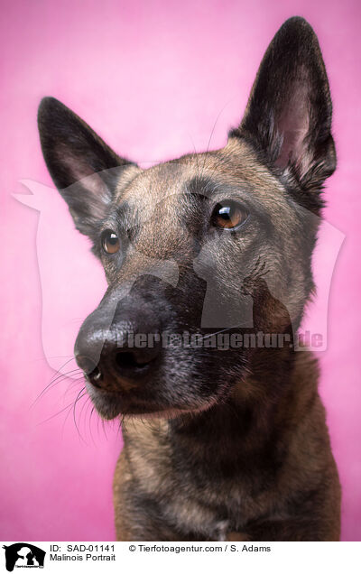 Malinois Portrait / Malinois Portrait / SAD-01141