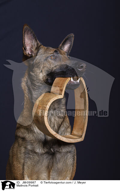 Malinois Portrait / Malinois Portrait / JM-09987