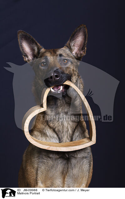Malinois Portrait / Malinois Portrait / JM-09988