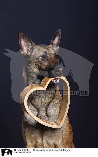 Malinois Portrait / Malinois Portrait / JM-09989
